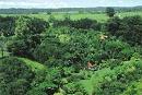 A Red Cottage Roof Hidden by Exotic Greens Dot this Big Island Hawaii Vacation Rental Landscape